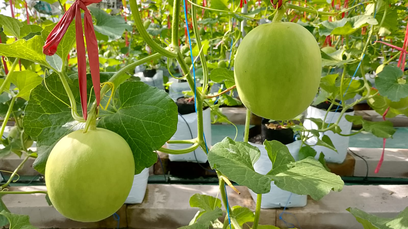 Japan Melon SmartGreen